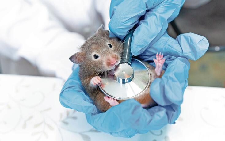 Hands in blue medical gloves hold a gray mouse or a hamster. A doctor listens to a mouse with a stethoscope.Veterinary medicine, research, diagnostics