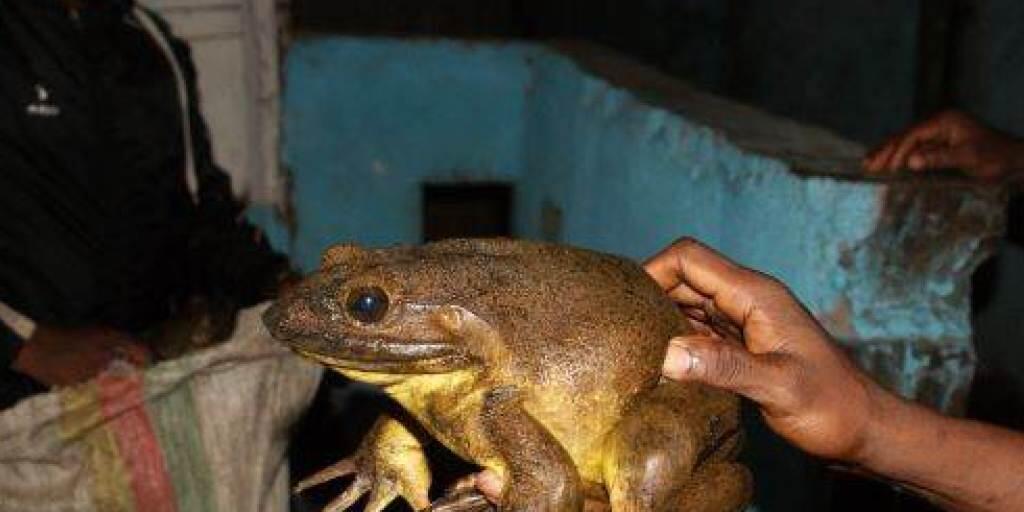 Die grösste bekannte Froschart der Erde: Goliathfrösche kommen in Kamerun und Guinea vor.