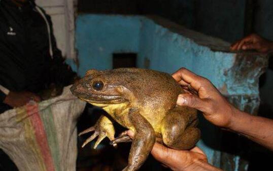 Die grösste bekannte Froschart der Erde: Goliathfrösche kommen in Kamerun und Guinea vor.
