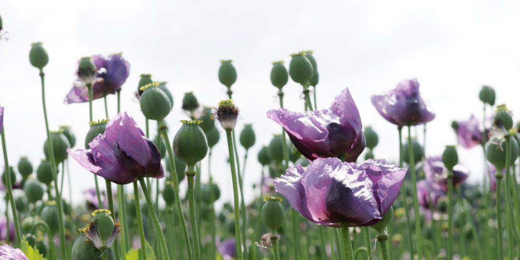 Die Landwirtschaft braucht neue Nutzpflanzensorten, sagen Wissenschaftler. Im Bild blüht Mohn, eine alte und moderne Nutzpflanze. (Archiv)
