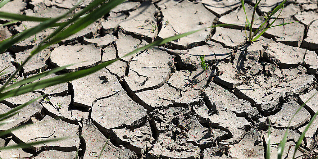 Einer Studie zufolge nehmen extreme Dürreperioden in Mitteleuropa wohl zu.