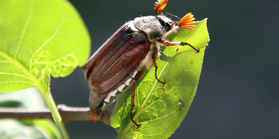 Maikäfer Maikäfer