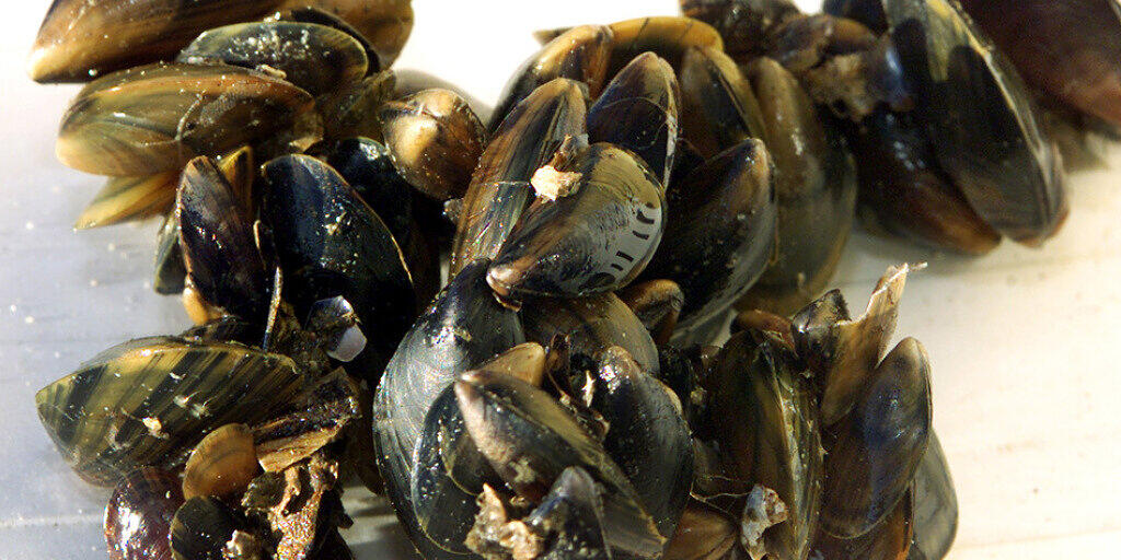 Muscheln halten sich mit Fäden aus Muschelseide (Byssus) aneinander oder am Untergrund fest. Die Eigenschaften der Muschelseide sind auch für medizinische Klebstoffe hochinteressant. (Archivbild)