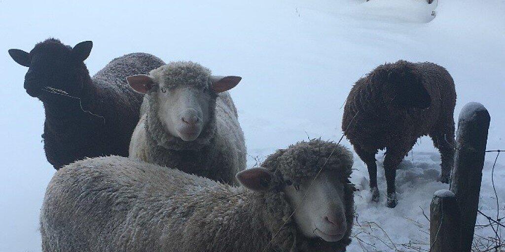 Auf einer Weide im solothurnischen Flumenthal bei der katholischen Kirche sind vier Schafe abhanden gekommen. Nach tagelanger Suche wandte sich der Besitzer nun an die Polizei.