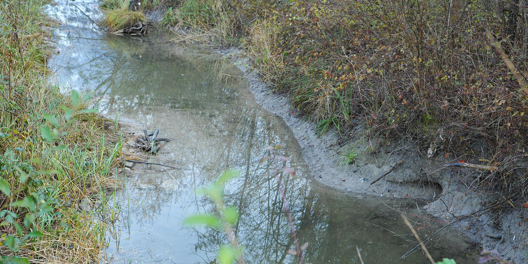 LGU Biberbauten Triesen kleiner Kanal