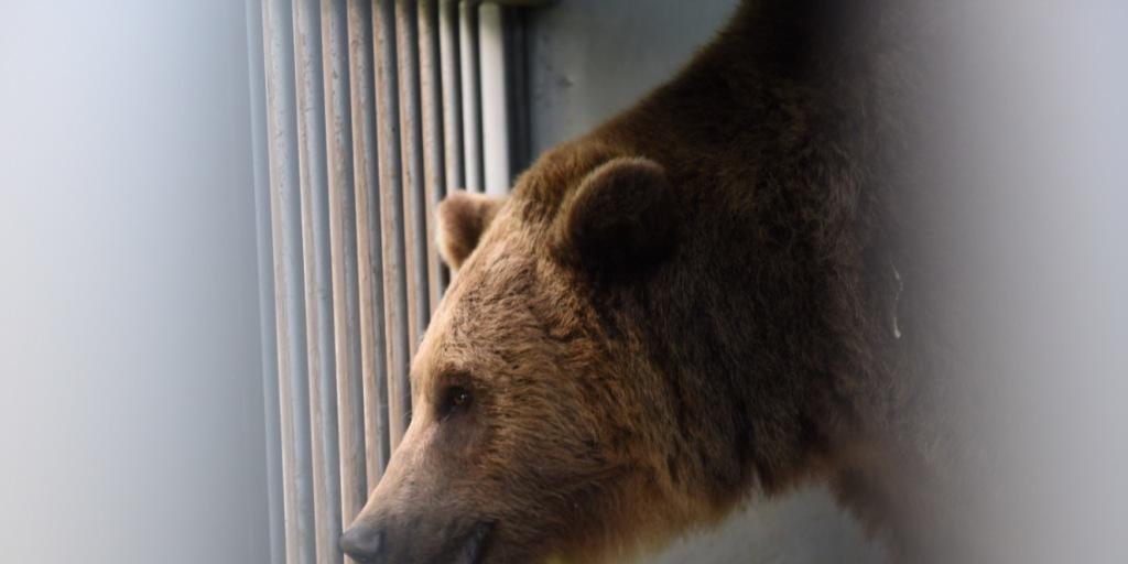 Die Bären sind wieder da: Björk, Finn und Ursina sind am Montag nach ihren Sommerferien im Juraparc in Vallorbe wieder in den Berner Bärenpark zurückgekehrt. Die Bären sind wieder da: Björk, Finn und Ursina sind am Montag nach ihren Sommerferien im Juraparc in Vallorbe wieder in den Berner Bärenpark zurückgekehrt.