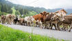 Alpabfahrt Alpgenossenschaft Gritsch Schaan