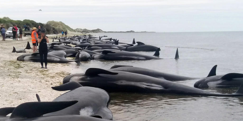 Über 300 Grindwale sind in Neuseeland gestrandet und verendet.