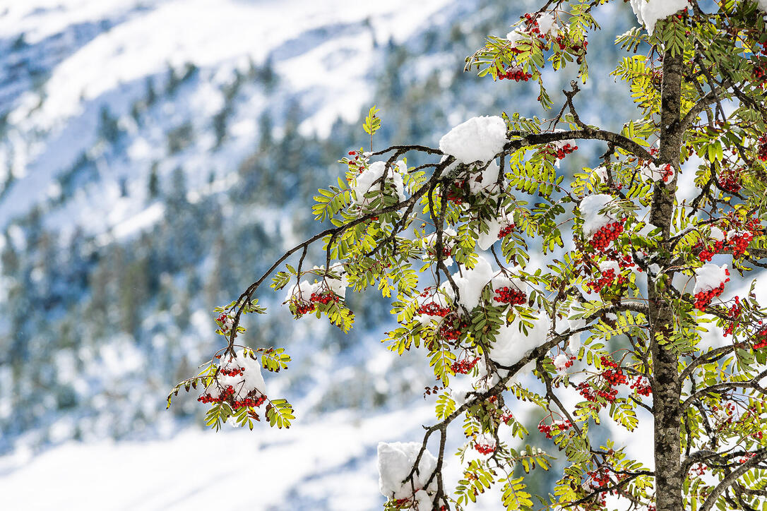 Erster Schnee in Liechtenstein