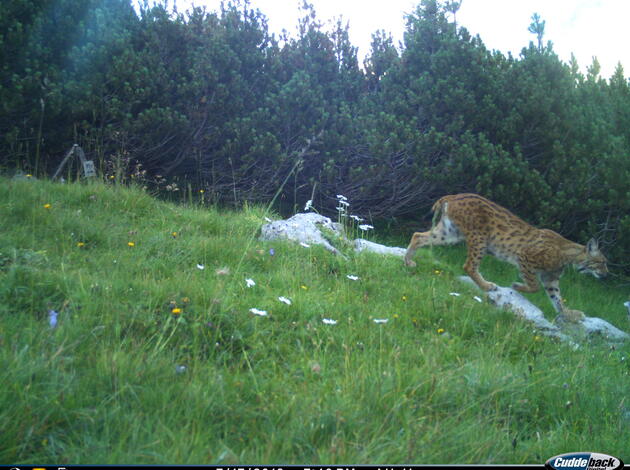 Luchs Luchs