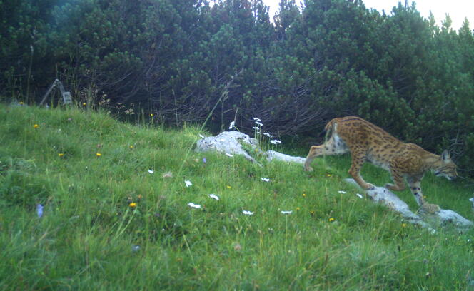 Luchs Luchs