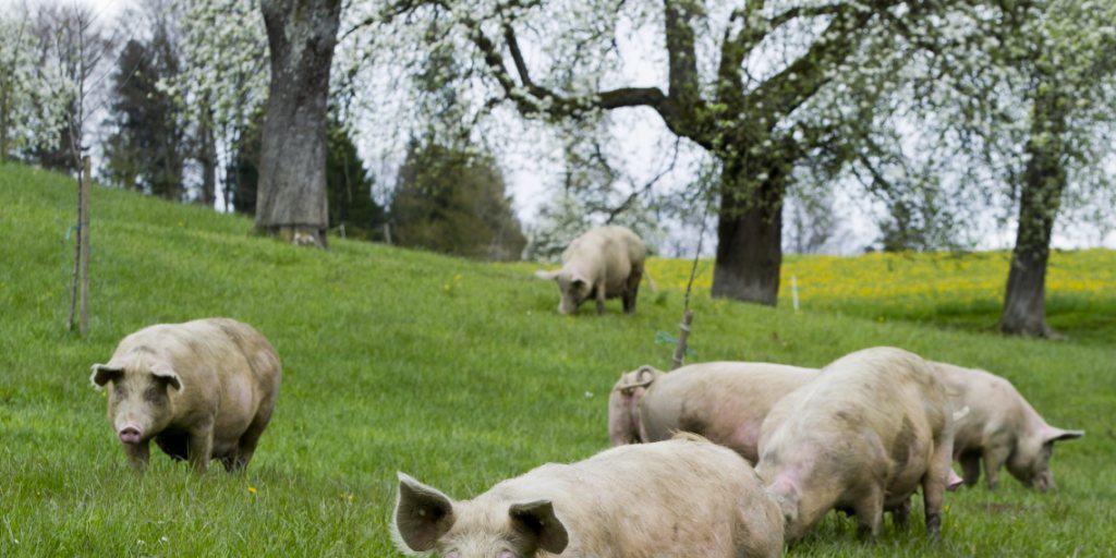 Was brauchen Schweine zum Glücklichsein? Das versuchen Forscher herauszufinden. (Symbolbild) Was brauchen Schweine zum Glücklichsein? Das versuchen Forscher herauszufinden. (Symbolbild)