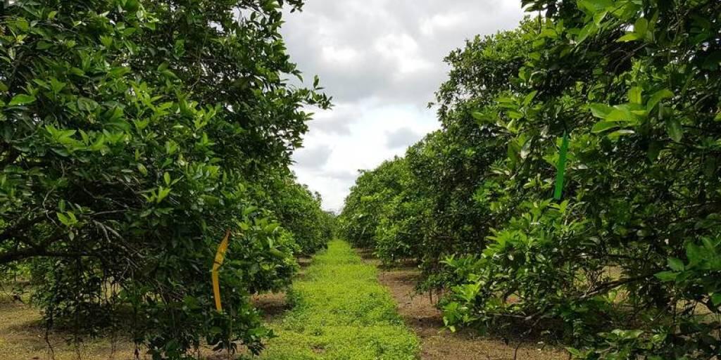 Eine unvollständig gemähte Fahrgasse in einer mexikanischen Orangenplantage bietet Lebensraum für Nützlinge, welche den Krankheitsüberträger Zitrusblattfloh bekämpfen. Diese biologische Methode der Schädlingsbekämpfung ist der chemischen überlegen. (zVg)