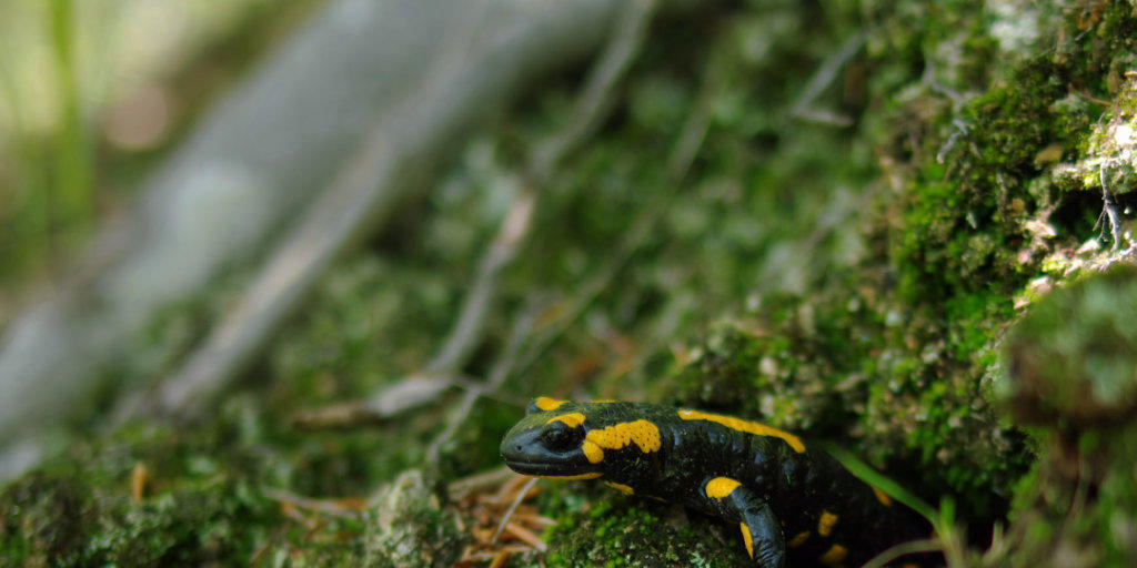 Auch nach der Winterstarre erinnern sich Feuersalamander an Futterorte.
