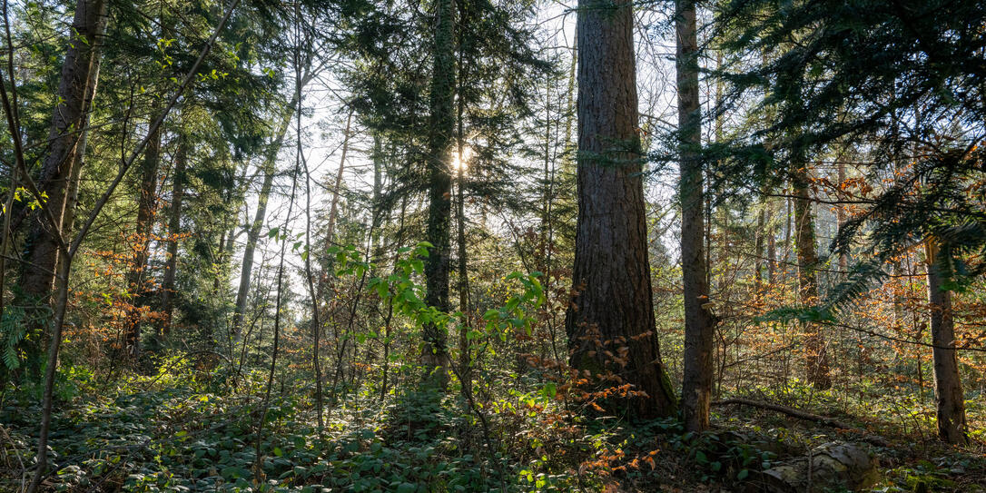 250403 Wald und Natur im Schellenberg