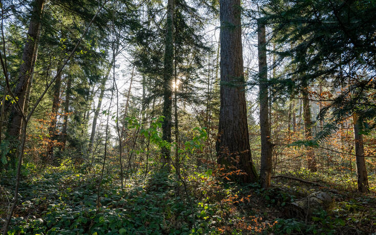 250403 Wald und Natur im Schellenberg