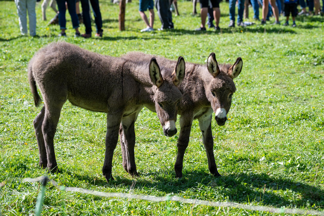 Stäger Breemimarcht, im Steg (20.09.2025)