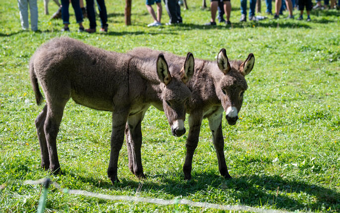 Stäger Breemimarcht, im Steg (20.09.2025)