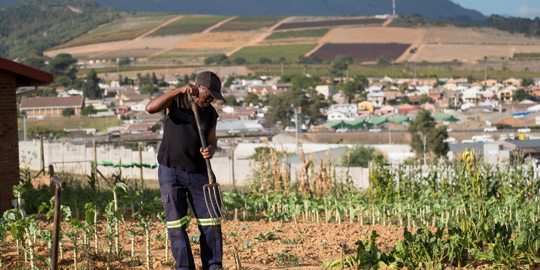 Senior black man works in his vegetable garden
