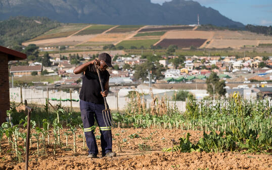 Senior black man works in his vegetable garden