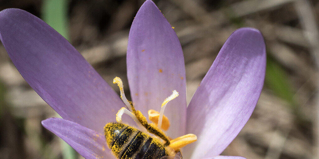 Wildbienen helfen beim Bestäuben von landwirtschaftlichen Feldern, brauchen zum Überleben aber auch blühende Wildblumen. (Archivbild)