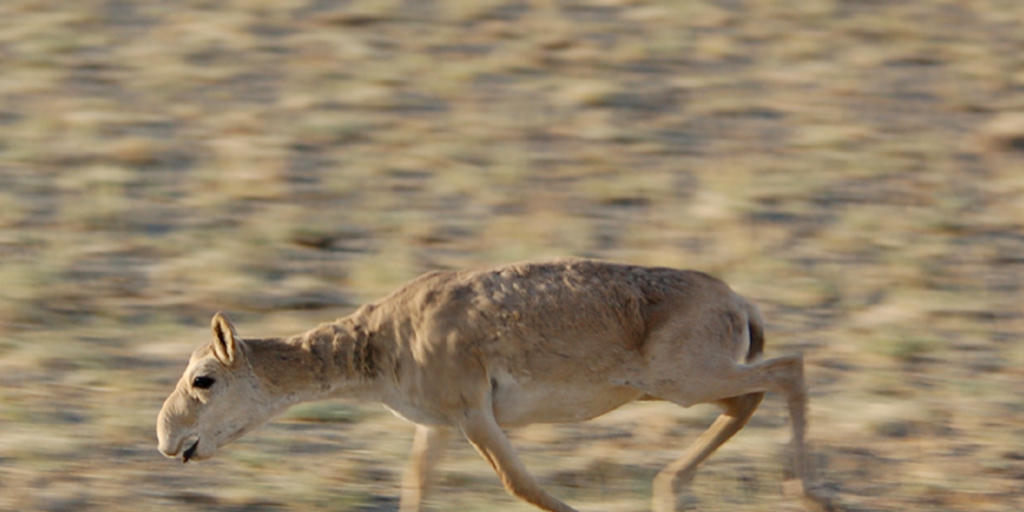 Eine Saiga-Antilope in einem Reservat in der Mongolei (Archiv) Eine Saiga-Antilope in einem Reservat in der Mongolei (Archiv)