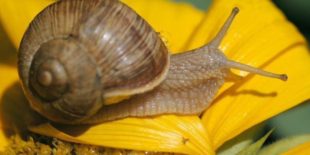 Eine Weinbergschnecke (Helix Pomatia) mit einem handelsüblichen rechtsgewundenen Häuschen. Eine "schief gewickelte" Schnecke namens Jeremy hat der Forschung nun einen wichtigen Dienst erwiesen. (Archivbild)