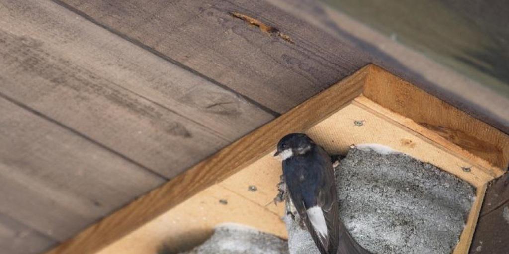 Obdachlose Mehlschwalbe sucht Bleibe: Künstliche Nester können der gefährdeten Art helfen