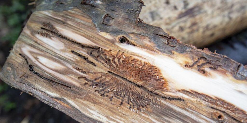 Nicht genug, dass der Borkenkäfer der Forstwirtschaft letztes Jahr volle Lager mit schwer verkäuflichem Holz beschert hat. Die Coronakrise lässt den Handel auch mit besseren Qualitäten stocken. Und neue Borkenkäfer (im Bild ein Larvennest) stehen schon in den Startpflöcken. (Archivbild)