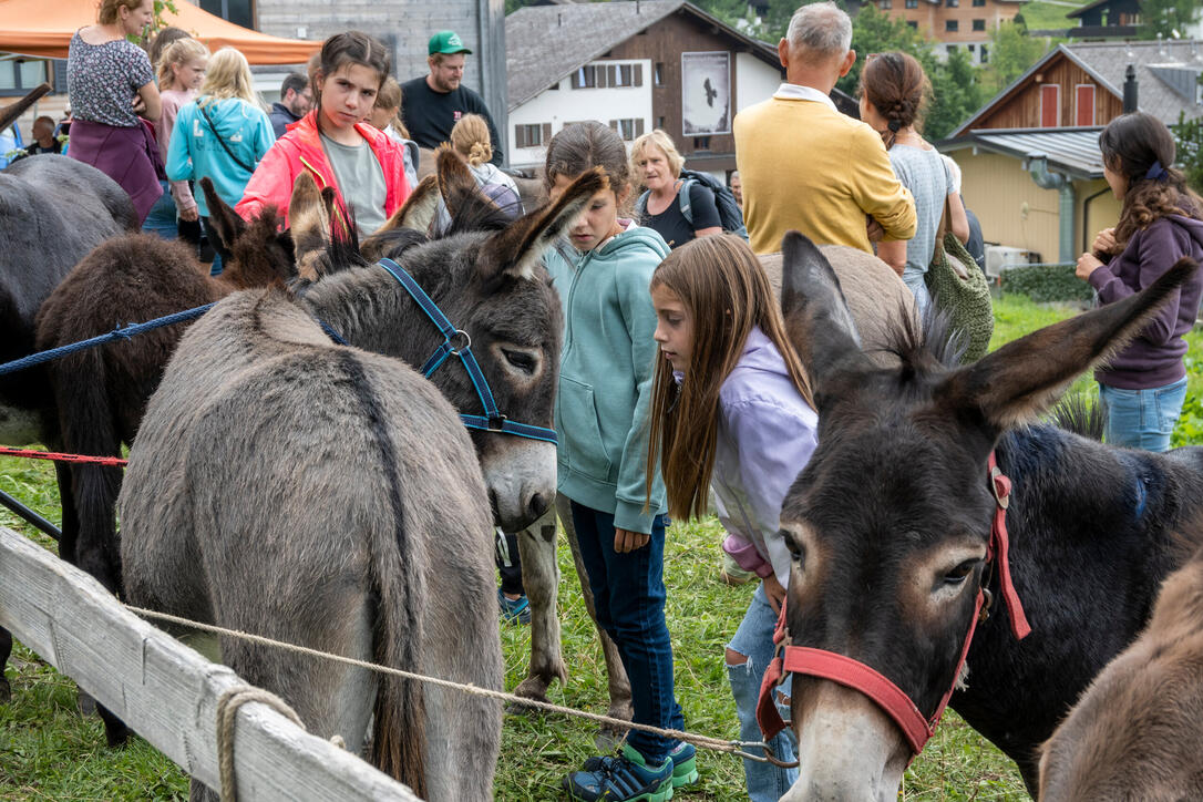 Eselfest in Malbun