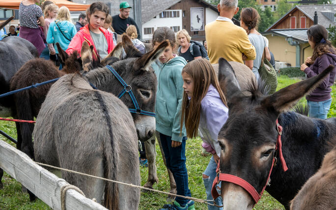 Eselfest in Malbun