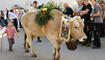 Alpabfahrt in Mels