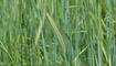 Rye Field with Young Green Cereal Plants