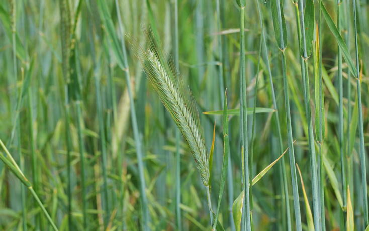 Rye Field with Young Green Cereal Plants