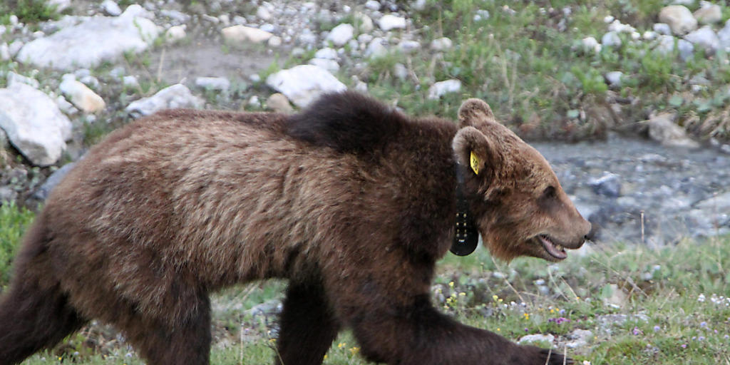 Im südlichen Graubünden ist der Bär los. Das Grossraubtier wurde im Misox gesichtet. Im Gegensatz zum Problembären M13 (Foto), der 2012 im Münstertal erlegt wurde, ist es menschenscheu. (Archiv)
