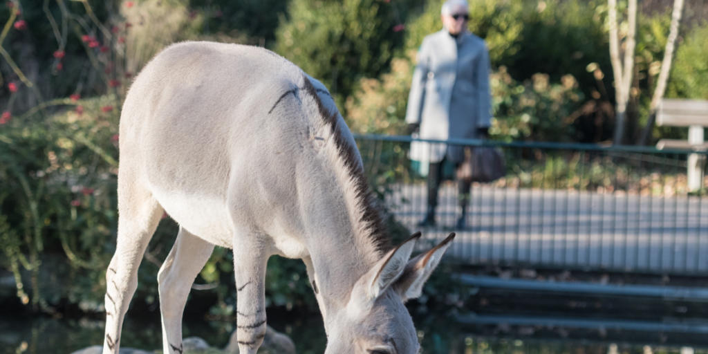 Somali-Wildesel Adam aus Israel soll im Zoo Basel das Blut der Population auffrischen.