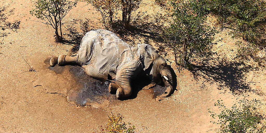 HANDOUT - Ein toter Elefant liegt in einem Gebüsch. Im südafrikanischen Safari-Paradies Botsuana treibt ein mysteriöses Elefantensterben Tierschützer um. Foto: Uncredited/hons/AP/dpa - ACHTUNG: Nur zur redaktionellen Verwendung im Zusammenhang mit der aktuellen Berichterstattung und nur mit vollständiger Nennung des vorstehenden Credits HANDOUT - Ein toter Elefant liegt in einem Gebüsch. Im südafrikanischen Safari-Paradies Botsuana treibt ein mysteriöses Elefantensterben Tierschützer um. Foto: Uncredited/hons/AP/dpa - ACHTUNG: Nur zur redaktionellen Verwendung im Zusammenhang mit der aktuellen Berichterstattung und nur mit vollständiger Nennung des vorstehenden Credits