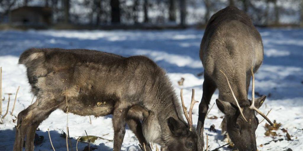 Rentiere in einem Schweizer Zoo. Nachdem sie auf Spitzbergen lange eine bedrohte Tierart waren, wachsen die Populationen dort wieder. Doch die Gefahr lauert nun in Gestalt der Klimaerwärmung. (Symbolbild)