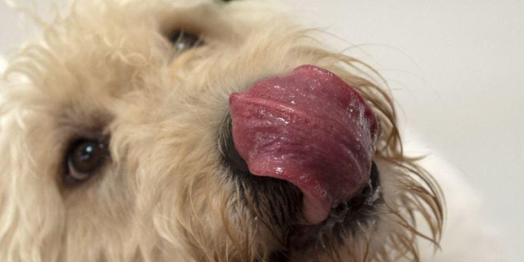 Eigentlich gut gemeint, die Fütterung mit rohem Fleisch. Dabei stellen die Keime darin ein Gesundheitsrisiko für Tier und Mensch dar. (Symbolbild)