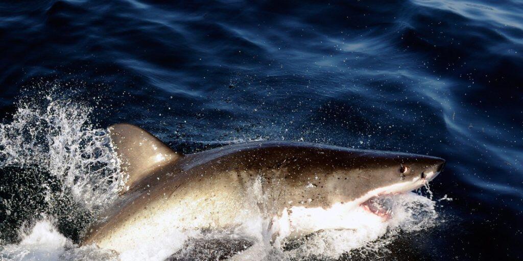 Der Weisse Hai gehört zu den meist bedrohten Hai-Arten im Mittelmeer. (Themenbild)