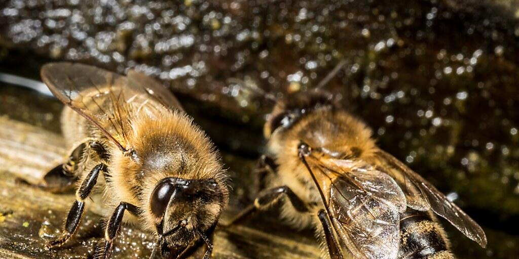 Langsam bedrohte Tiere: Bienen leiden unter vielen Krankheiten. (Archiv)