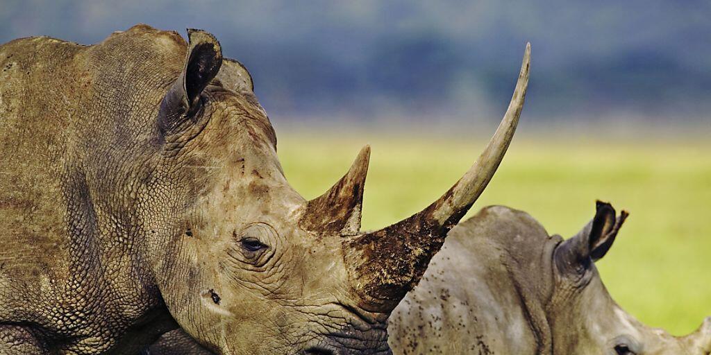 Länder im südlichen Afrika wollen den Artenschutz unter anderem für Nashörner lockern. Dagegen wehren sich Tierschützer. (Archivbild)