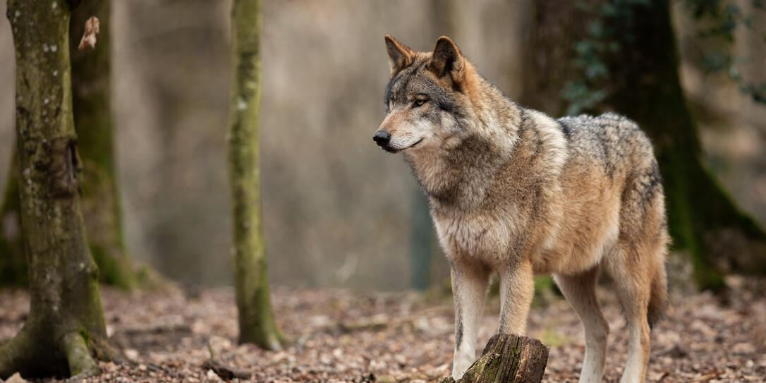 Grey wolf