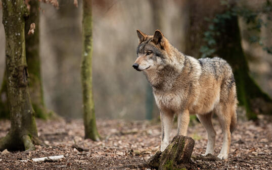 Grey wolf