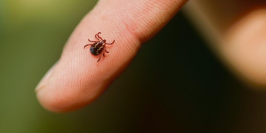 Wood Tick Wood Tick