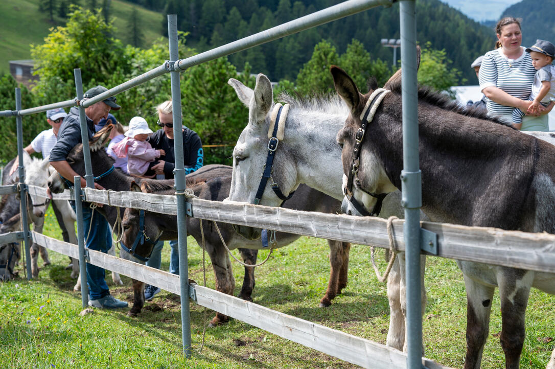 Eselfest, in Malbun