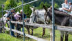 Eselfest, in Malbun
