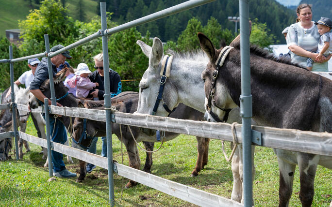 Eselfest, in Malbun