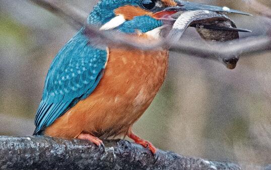 Rang drei: Der Eisvogel ist zum &laquo;Vogel des Jahres 2026&raquo; gek&uuml;rt worden.