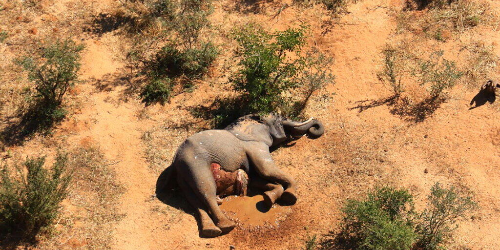 In Simbabwe sind zwölf tote Elefanten entdeckt worden, die mutmasslich an einer bakteriellen Infektion gestorben sind. (Archivbild) In Simbabwe sind zwölf tote Elefanten entdeckt worden, die mutmasslich an einer bakteriellen Infektion gestorben sind. (Archivbild)